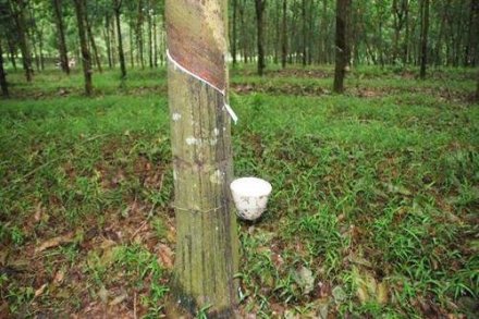 天然橡膠生膠縐片機(jī)對(duì)物料產(chǎn)生輥壓、剪切，從而使物料壓薄、表面起皺